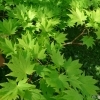 Acer sieboldianum -- Siebolds Ahorn